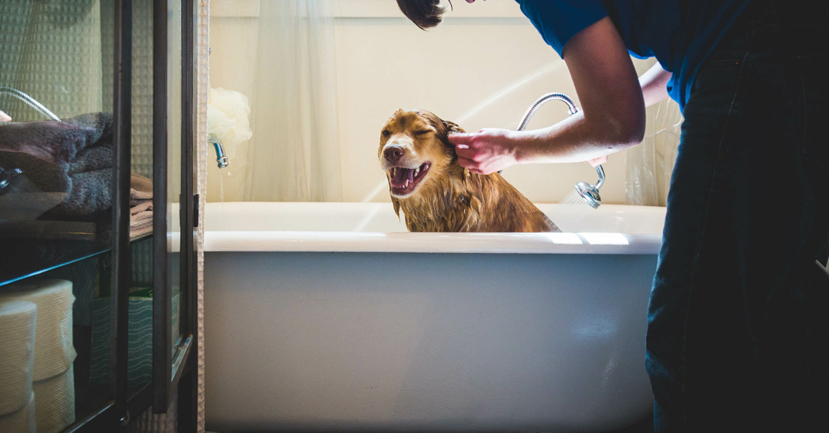 dog wash